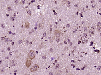 FADD Rabbit Polyclonal Antibody