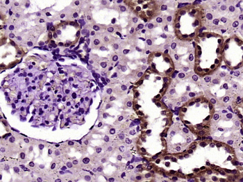 FADD Rabbit Polyclonal Antibody
