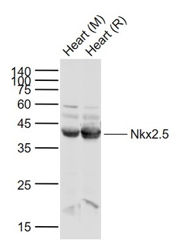 Nkx2.5 antibody
