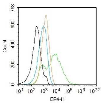 EP4 Rabbit Polyclonal Antibody