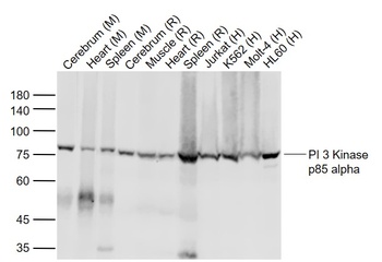 PIK3R1 (animal-free) antibody