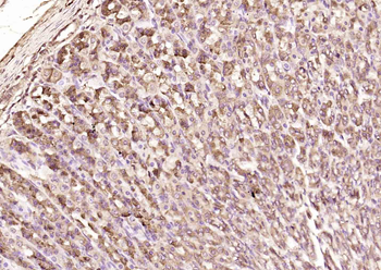 KGF Rabbit Polyclonal Antibody