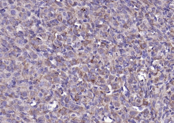FGF8 Rabbit Polyclonal Antibody