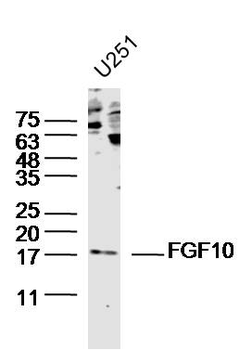 FGF10 Rabbit Polyclonal Antibody