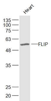 FLIP Rabbit Polyclonal Antibody
