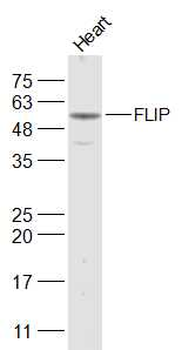 FLIP Rabbit Polyclonal Antibody