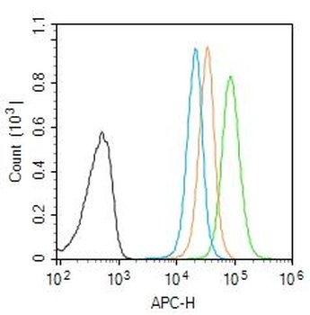 GAD65 Rabbit Polyclonal Antibody