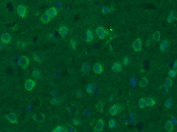 GAP43 Rabbit Polyclonal Antibody