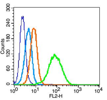 CXCR3 Rabbit Polyclonal Antibody