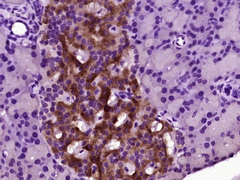 Ghrelin Rabbit Polyclonal Antibody