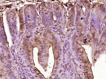 GIP Rabbit Polyclonal Antibody