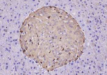 GLP-1 Rabbit Polyclonal Antibody