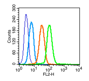 GLUT4 Rabbit Polyclonal Antibody