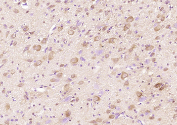 Gamma crystallin S Rabbit Polyclonal Antibody