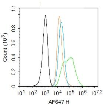 Glucocorticoid receptor Rabbit Polyclonal Antibody