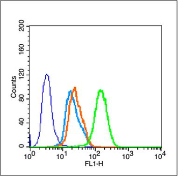 GSK-3 Beta Rabbit Polyclonal Antibody