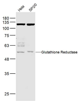Glutathione Reductase Rabbit Polyclonal Antibody