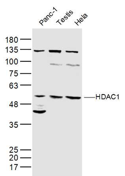 HDAC1 Rabbit Polyclonal Antibody