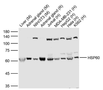 HSP60 Rabbit Polyclonal Antibody
