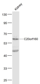 C20orf160 antibody