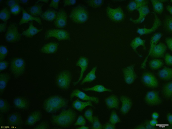 HSP90 beta Rabbit Polyclonal Antibody