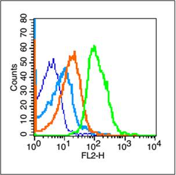 TERT Rabbit Polyclonal Antibody
