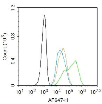 TERT Rabbit Polyclonal Antibody