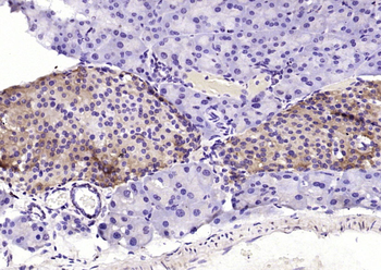 Staufen Rabbit Polyclonal Antibody