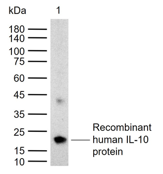 IL-10 Rabbit Polyclonal Antibody