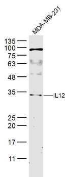 IL12A Rabbit Polyclonal Antibody