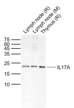 IL17A Rabbit Polyclonal Antibody