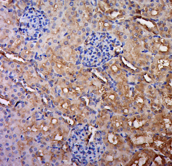 IL-5 Rabbit Polyclonal Antibody