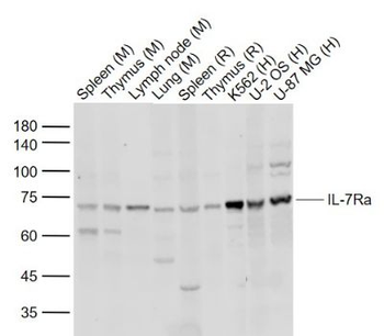 IL7R Rabbit Polyclonal Antibody
