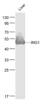 ING1 antibody