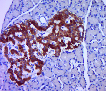 Proinsulin Rabbit Polyclonal Antibody