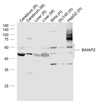 IRSp53 antibody