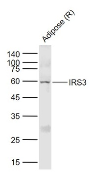 IRS3 antibody