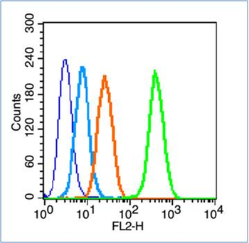 Insulin Receptor Beta Rabbit Polyclonal Antibody