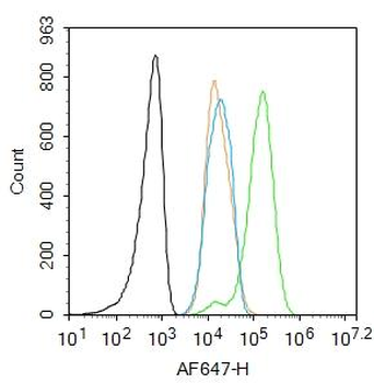 JAK2 Rabbit Polyclonal Antibody