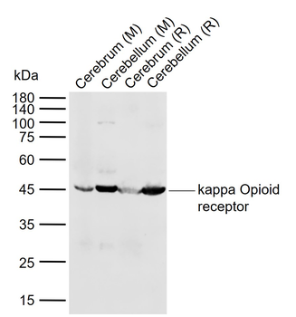Kappa Opioid receptor Rabbit Polyclonal Antibody