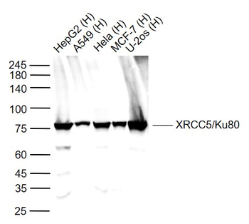 XRCC5/Ku80 Rabbit Polyclonal Antibody