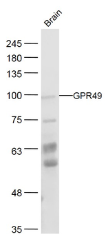 GPR49 Rabbit Polyclonal Antibody