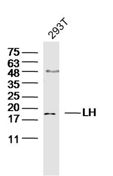 LHB Rabbit Polyclonal Antibody
