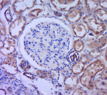 GNRH/LHRH Rabbit Polyclonal Antibody