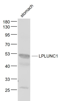 LPLUNC1 Rabbit Polyclonal Antibody