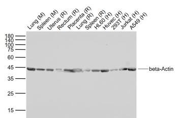 Beta-Actin Rabbit Polyclonal Antibody (HRP)
