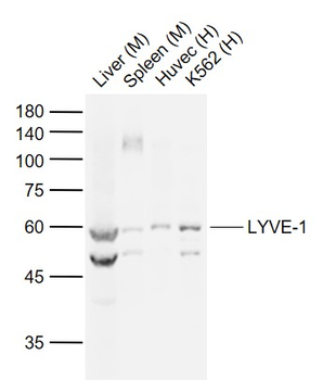 LYVE-1 Rabbit Polyclonal Antibody