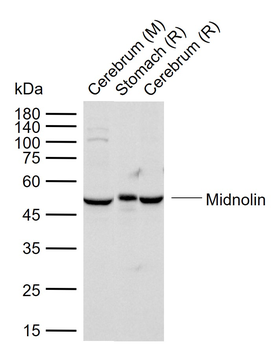 Midnolin Rabbit Polyclonal Antibody