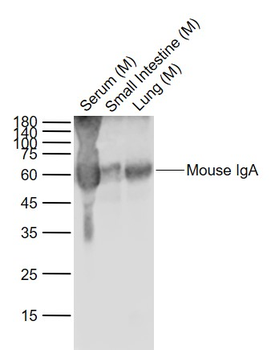 Mouse IgA Rabbit Polyclonal Antibody