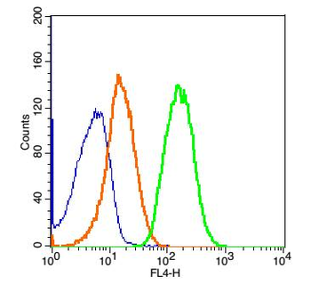 Mesothelin Rabbit Polyclonal Antibody
